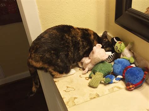 Hoarder Cats That Need A Serious Intervention 21 Pics