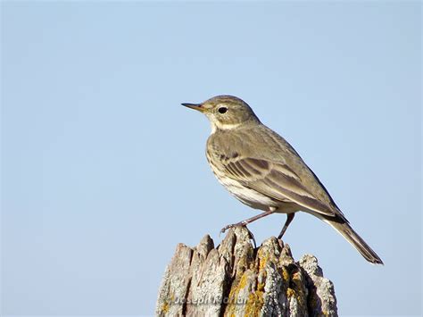 American Pipit Anthus Rubescens Pacificus