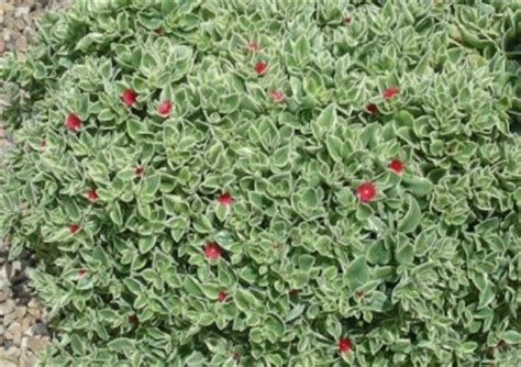 Trailing vine with red flowers. Mezoo is a hit! - Wenke Greenhouses