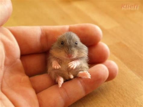 A Very Cute Baby Hamster All Things Ladybird Pinterest