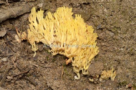 Yellow Coral Fungus Ramaria Sp By Andrew Trevor Jones Redbubble