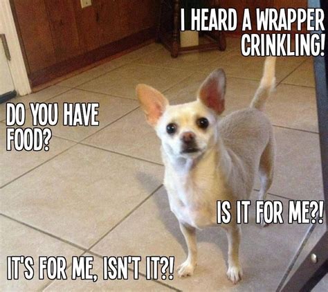 Pin By Darlene Austin On Chihuahuas Funny Dog Pictures I Love Dogs