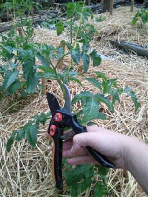 Information About Pruning Tomato Plants