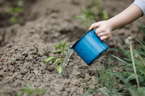 How To Save And Care For Drought Stressed Plants