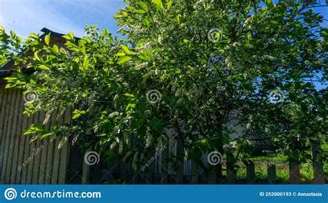 Plante De Brousse Fleurs De Cerisiers Arbuste Vert Aux Fleurs Blanches