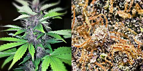 Purple Kush Auto Review Autoflowering Cannabis Blog