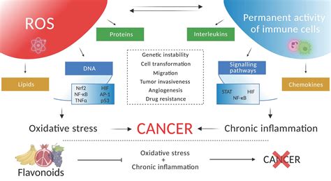 Cancers Free Full Text Therapeutic Influence On Important Targets