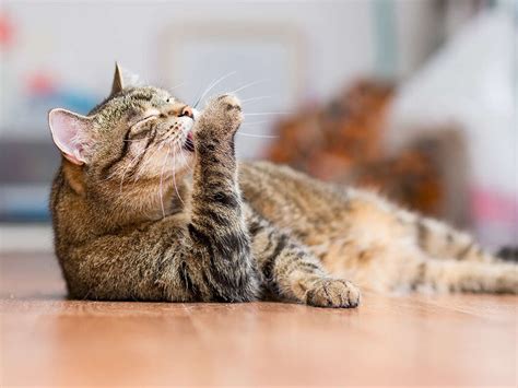 How To Interpret And Understand Your Cats Behaviour Explained