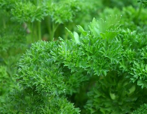 Parsley - sowing, care and harvest, growing this spice is now within reach!