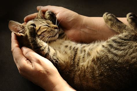 Infografis Tips Merawat Kucing Agar Tumbuh Sehat Sexiz Pix