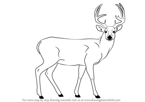 How To Draw A Buck Deer Wild Animals Step By Step