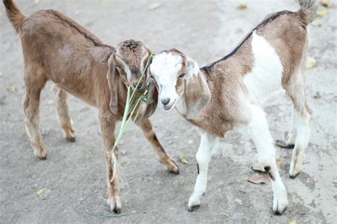 Free Stock Photo Of 2 Goat Kids