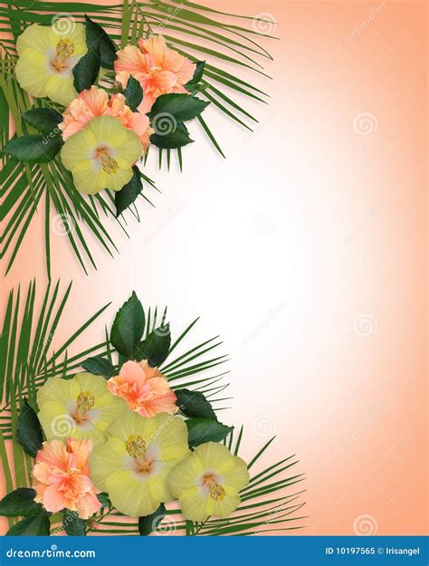 Tropical Hibiscus Flowers Border Stock Illustration Illustration Of