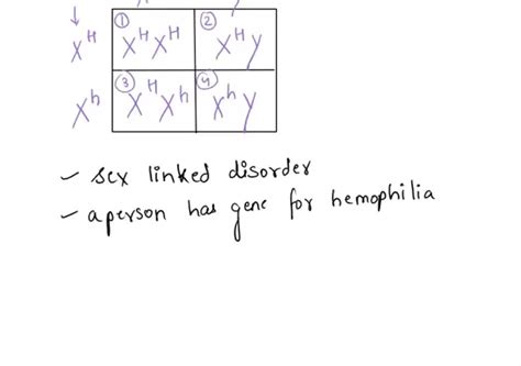 Solved Draw A Punnett Square For A Hemophilia Sex Linked In Which The Mother Is A Carrier Ano