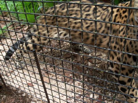 Jaguar Named Junior In Belize Zoo Belize Zoo Caribbean