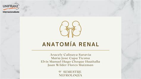 Anatomia Renal Mediart Majocapa Udocz