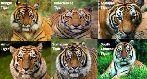 6 9 Species Of Tigers Remain Save Them Less Than 4000 Worldwide
