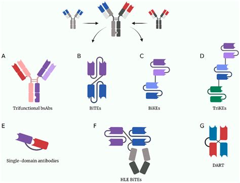 Bispecific Antibodies In Cancer Immunotherapy Encyclopedia Mdpi