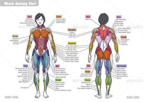 24 Anatomy Female Body Drawing Alikialaster