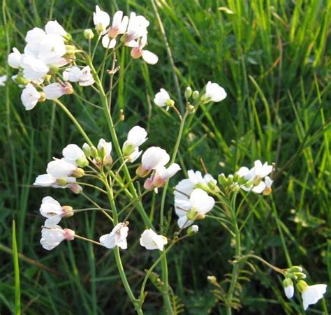 Jun 18, 2015 · i giovani e le femmine hanno il becco scuro. Fiori Bianchi Spontanei Primaverili