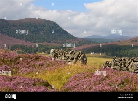 Heather In Flower Scotland Scottish Heather Moors And Caledonian Pine