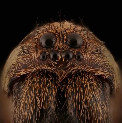 The Evolution Of Fangs In Wolf Spiders Adaptations For Survival