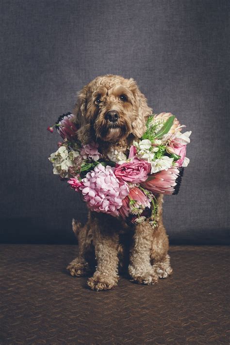 Bach flower remedies have long been known as an alternative therapy for people but in this video we learn about the use of these remedies for dogs.sonia. Flower Crowns for Dogs ⎟Wedding Inspiration - Burnett's Boards