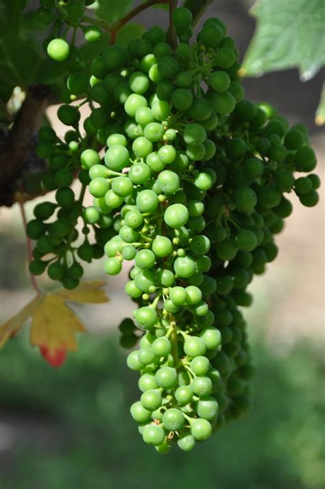Pictures Of Usa Grapes Hanging From The Vine