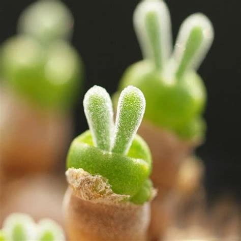 Tiny Succulents Grow As Adorable Rabbit Shaped Plants In Japan Bonsai