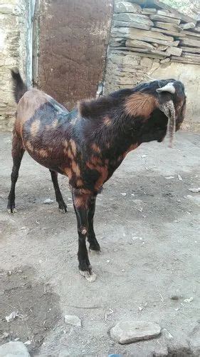 2 Year Brown Sirohi Male Goat Meat Weight 50 Kg At Rs 340kg In Ajmer