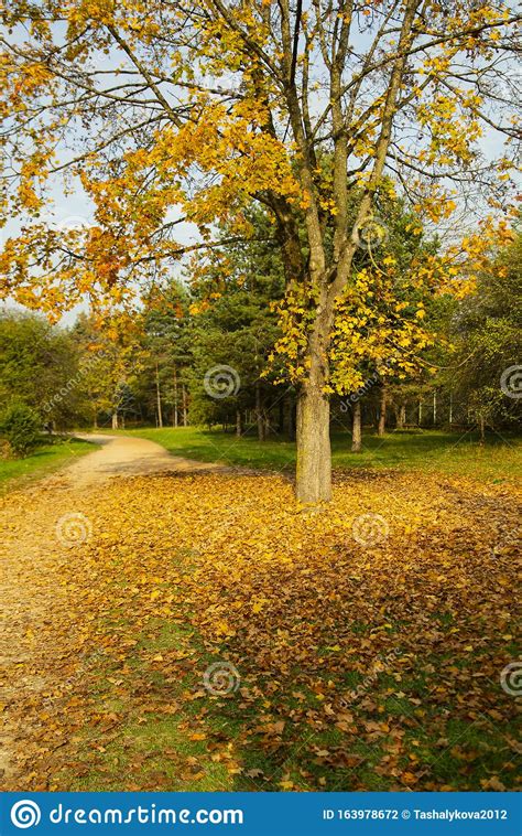 Autumn Alley Park Golden Trees And Leaves Stock Photo Image Of