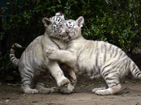 No One Is Having More Fun Than These White Tiger Cubs