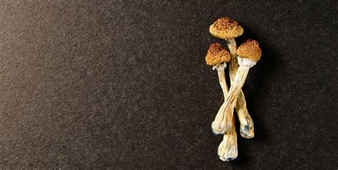 Psilocybin Magic Mushrooms And Mental Health The Phoenix