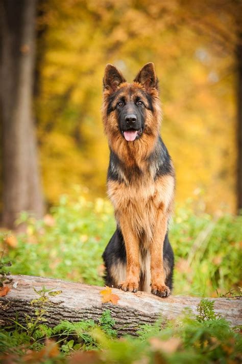 381 Best German Shepherd Dog Images On Pinterest German Shepherd