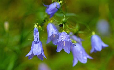 Plant Notes Delicate Harebell Blooms Add Delightful Garden Color