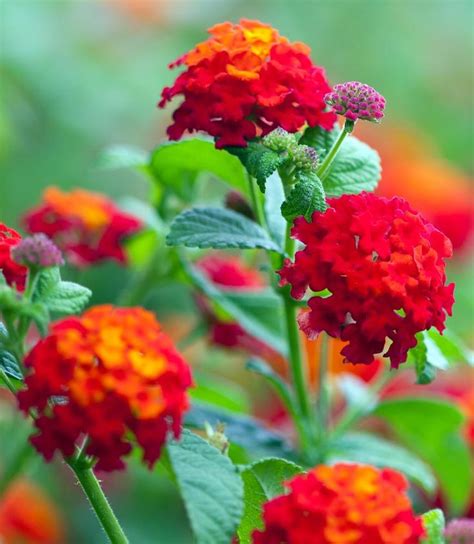Department of agriculture why is lantana a garden rock star? Lantana 'Florida Red' - Full Bloom Nursery | Lantana ...