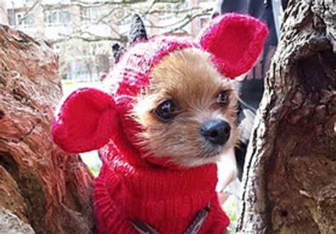 Knitted Dog Hats With Ears Easy Free Patterns