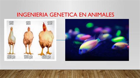 Ingenieria Genetica En Animales By Rodneyjohel Issuu