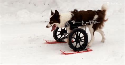 Roosevelt The Dog Gets The Coolest Wheelchair With Skis Pet Buzz