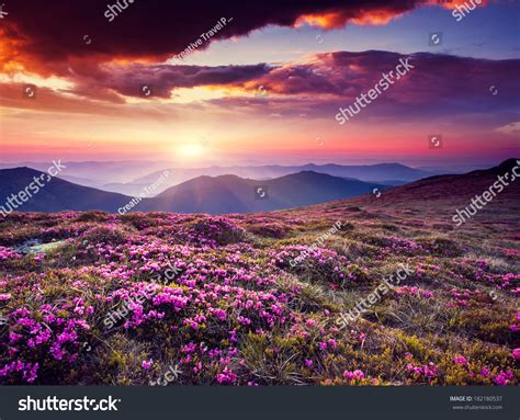 Magic Pink Rhododendron Flowers On Summer Stock Photo 182180537