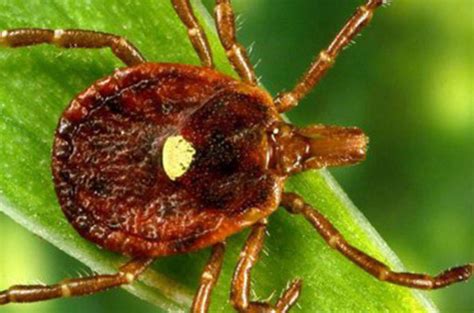How A Tick Bite Can Cause A Red Meat Allergy My Southern Health