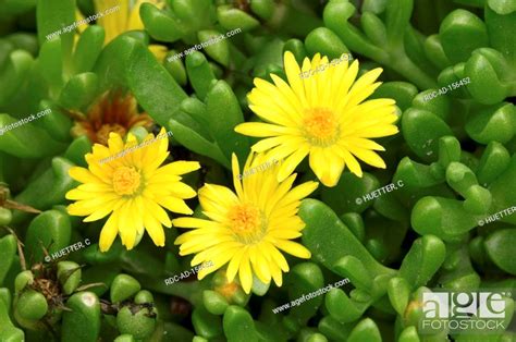 Hardy Yellow Ice Plant Delosperma Nubigenum Aizoaceae Stock Photo