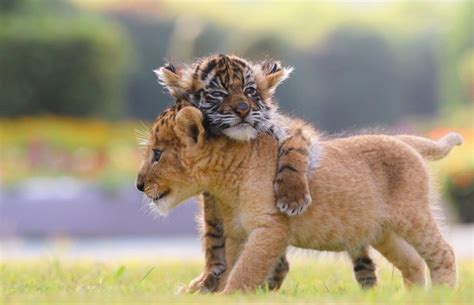Ein Süßes Team Löwe Und Tiger Sind Unzertrennlich