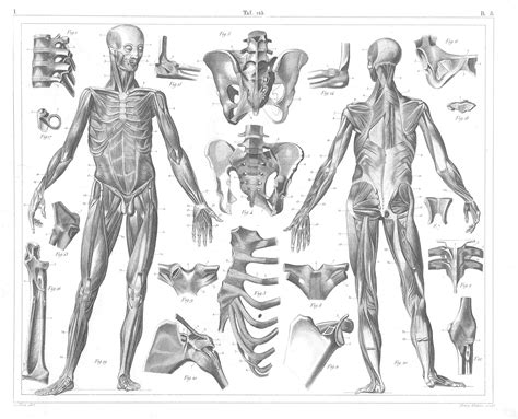 Human Anatomy Muscle And Bones Free Vintage Illustrations