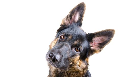 Why Your German Shepherd Whines And How To Stop It