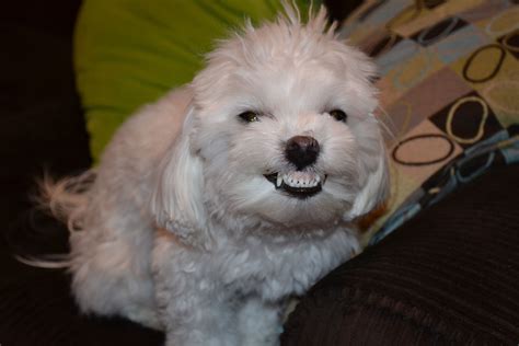 Smile Bichon Frise Bichon Doggy