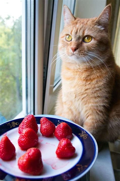 can cats eat strawberries are there any benefits