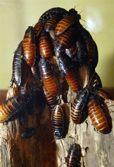 Pest Company Offers 2k To Release Cockroaches Into Homes