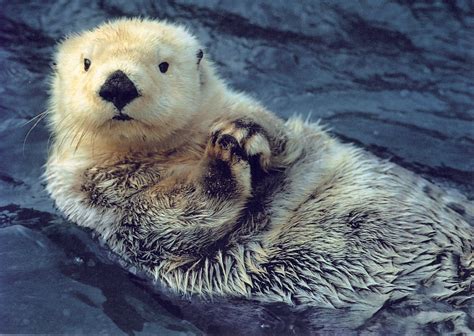 How Do Sea Otters Keep Warm How It Works Magazine