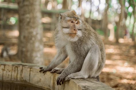 A Monkey Sits Near A Swimming Pool In The Background Of A Jungle